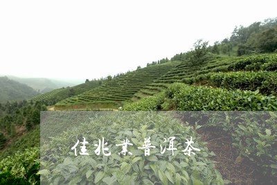 佳兆业普洱茶/2023042523941