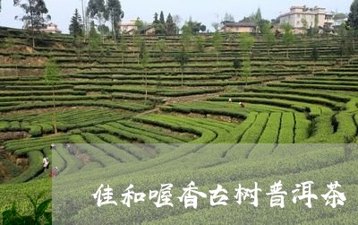 佳和喔香古树普洱茶/2023082856157