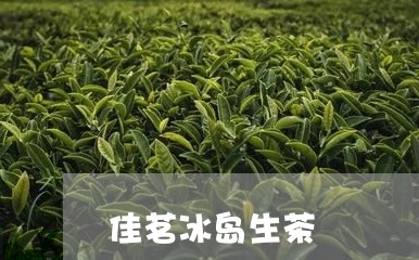 佳茗冰岛生茶/2023090753928