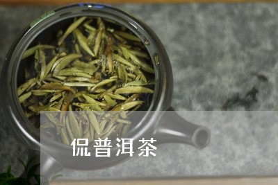 侃普洱茶/2023083123805