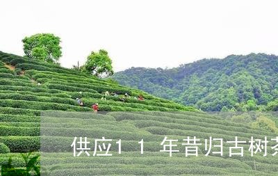 供应11年昔归古树茶/2023092261614