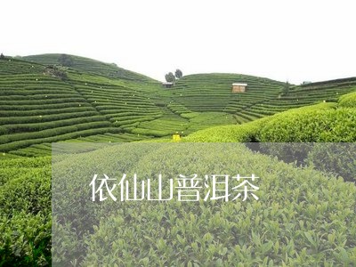 依仙山普洱茶/2023042618755