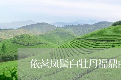 依茗凤髻白牡丹福鼎白茶/2023092129482