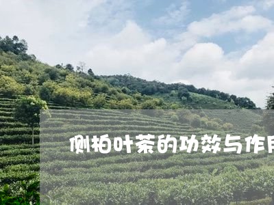 侧柏叶茶的功效与作用/2023092037271