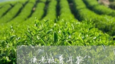 侯老板普洱茶/2023042664960