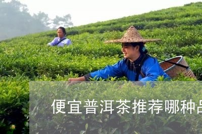 便宜普洱茶推荐哪种品牌/2023121350593