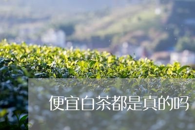 便宜白茶都是真的吗/2023081211592