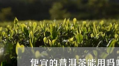 便宜的普洱茶能用吗吗多少钱/2023121308394