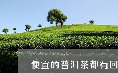 便宜的普洱茶都有回甘/2023120690484