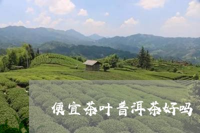 便宜茶叶普洱茶好吗/2023082837381