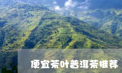 便宜茶叶普洱茶推荐/2023121342737