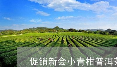 促销新会小青柑普洱茶/2023062061593