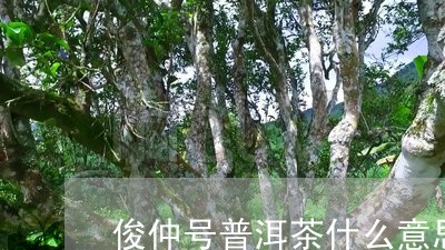 俊仲号普洱茶什么意思/2023072249595