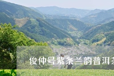 俊仲号紫条兰韵普洱茶/2023092557379