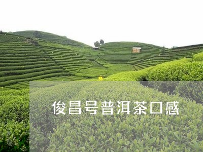 俊昌号普洱茶口感/2023112569584