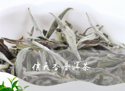 俏天香普洱茶/2023042809956