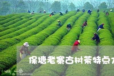 保塘老寨古树茶特点大益茶价格/2023053145960