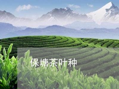 保塘茶叶种/2023090235938