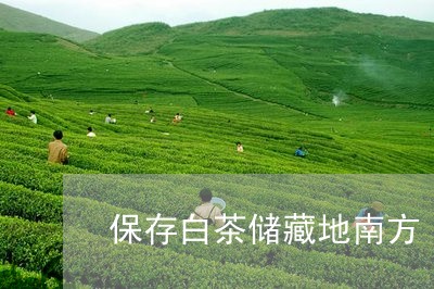 保存白茶储藏地南方/2023121716381
