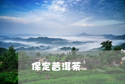 保定普洱茶/2023090650607