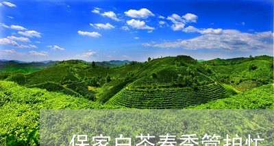 保家白茶春季管护忙/2023121730503