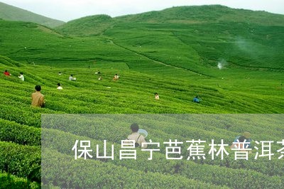 保山昌宁芭蕉林普洱茶价格表/2023052804159