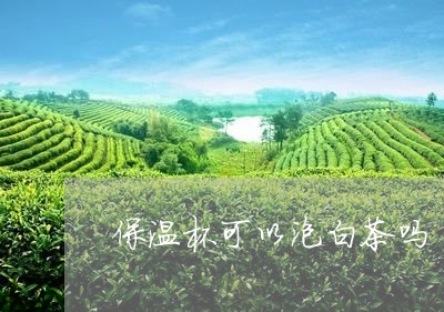 保温杯可以泡白茶吗/2023081275250