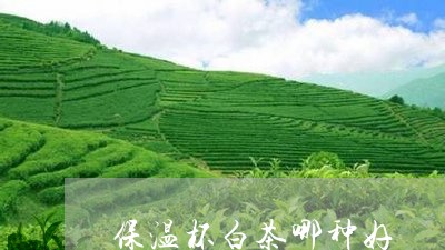 保温杯白茶哪种好/2023061495147