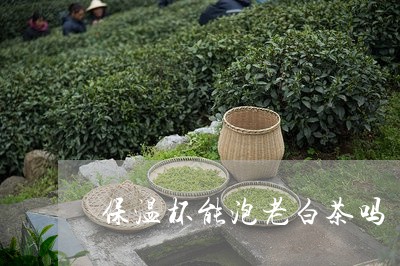 保温杯能泡老白茶吗/2023081296379