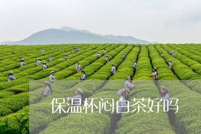 保温杯闷白茶好吗/2023061420582