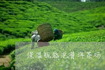 保温瓶能泡普洱茶吗/2023091535048