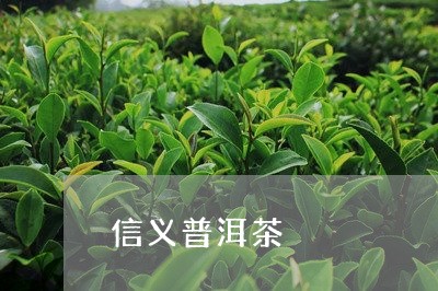 信义普洱茶/2023090584848