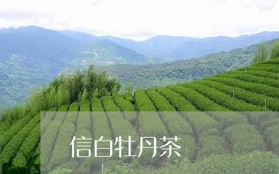 信白牡丹茶/2023082726349