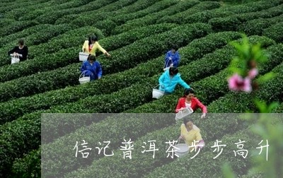 信记普洱茶步步高升/2023101761918