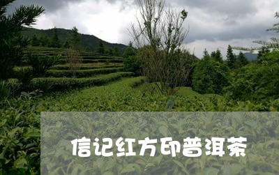 信记红方印普洱茶/2023120424959