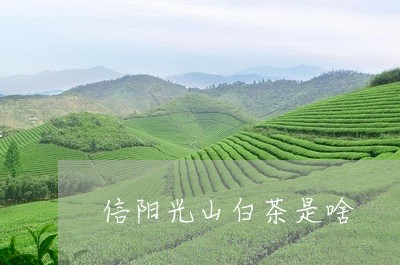 信阳光山白茶是啥/2023061498261