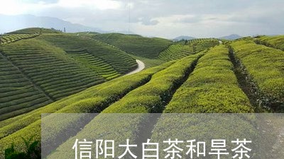 信阳大白茶和旱茶/2023061451482