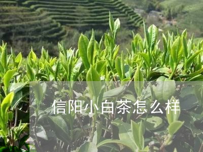 信阳小白茶怎么样/2023061427483