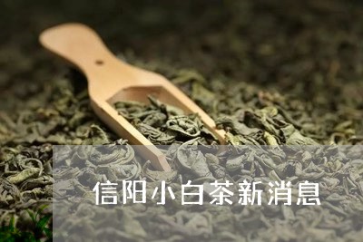 信阳小白茶新消息/2023061484726