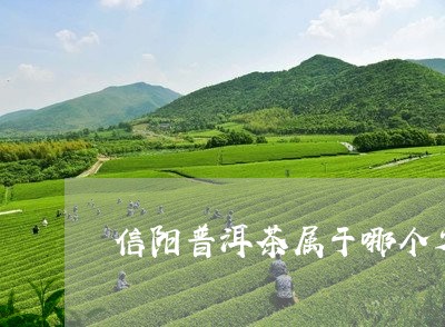 信阳普洱茶属于哪个省/2023062480404