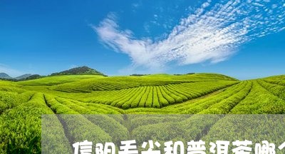 信阳毛尖和普洱茶哪个好一点/2023110259693