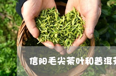 信阳毛尖茶叶和普洱茶的区别/2023052803736