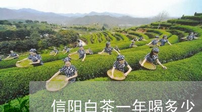 信阳白茶一年喝多少/2023121793626