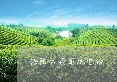 信阳白茶基地电话/2023061415271