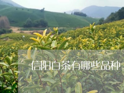 信阳白茶有哪些品种/2023121782949