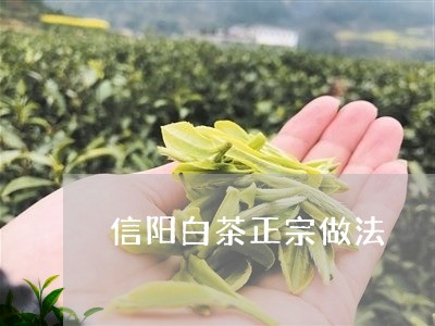 信阳白茶正宗做法/2023061476169