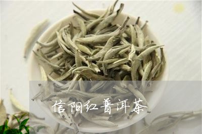 信阳红普洱茶/2023042719673