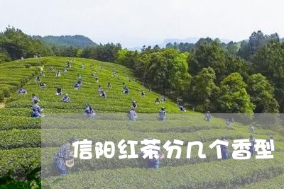 信阳红茶分几个香型/2023042383927