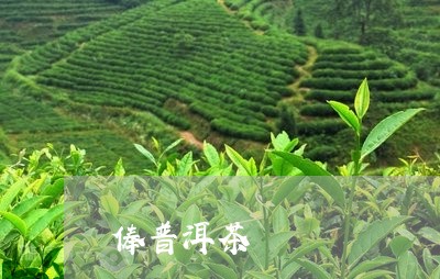 俸普洱茶/2023083116939