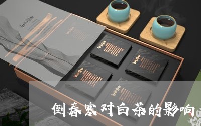 倒春寒对白茶的影响/2023121773926